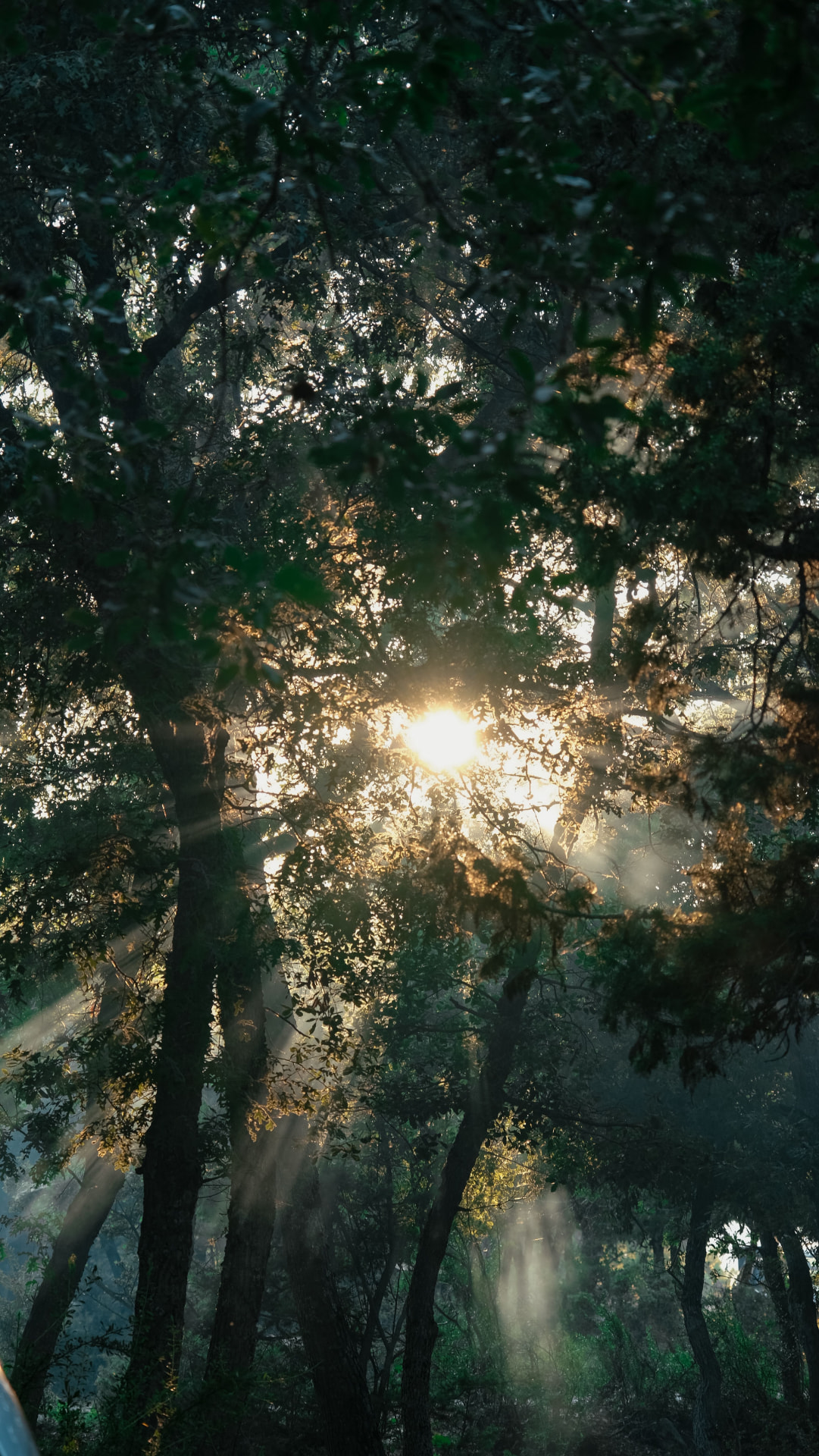 Sunlight filtering through a forest canopy